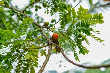 Chanchamayo 'daki ağaç dallarına asılmış yeşil tropikal meyveler doğal büyüme, kırsal tarım, taze üretim, verimli bitki örtüsü ve Peru yağmur ormanları manzarasındaki nemli orman ortamını gösteriyor.