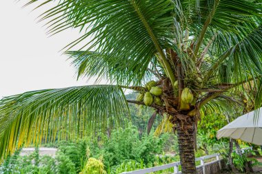 Chanchamayo 'nun tropikal bahçesinde yetişen yeşil meyveli hindistan cevizi palmiyesi, yemyeşil bitki örtüsü, kırsal tarım, doğal büyüme, organik gıda üretimi ve ılık nemli iklimi gösteriyor.