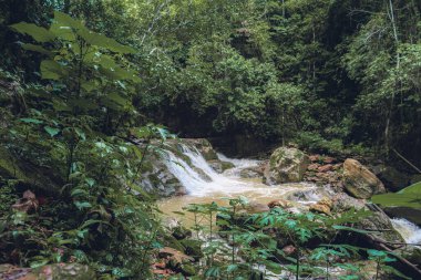 Chanchamayo ormanlarında akan küçük bir şelale tropikal bitki örtüsü, tatlı su, kayalar, yağmur ormanı ortamı, doğal manzara, biyolojik çeşitlilik ve Peru 'daki nemli ekosistemi gösteriyor.