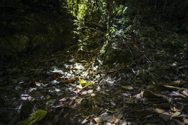 Chanchamayo ormanının nemli orman zemininde güneş ışığı aydınlatan yaprak çöpleri, tropikal bitki örtüsünü, doğal dokuları, organik çürümeyi, yağmur ormanları ekosistemini, biyolojik çeşitliliği, sakin atmosferi ve tropikal bir çevrede dokunulmamış doğayı gösteriyor.
