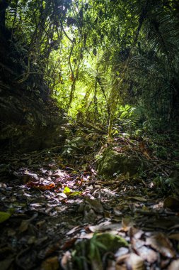 Chanchamayo ormanının nemli orman zemininde güneş ışığı aydınlatan yaprak çöpleri, tropikal bitki örtüsünü, doğal dokuları, organik çürümeyi, yağmur ormanları ekosistemini, biyolojik çeşitliliği, sakin atmosferi ve tropikal bir çevrede dokunulmamış doğayı gösteriyor.
