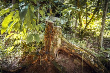 Chanchamayo ormanının nemli orman tabanında yosun ve bitkilerle kaplı ağaç gövdesi, doğal çürümeyi, orman yenilenmesini, biyolojik çeşitliliği, organik dokuları, ekosistem dengesini ve tropikal yağmur ormanlarını gösteriyor.