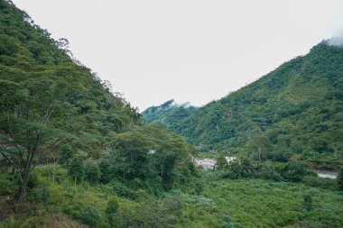 Chanchamayo Peru 'daki puslu yeşil orman tepeleri tropikal orman bitki örtüsü dağ manzarası bulutları ve sis doğal çevreyi ve huzurlu yağmur ormanlarını gösteriyor.