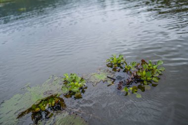 Sakin tatlı su yüzeyinde, hafif dalgalanmalar ve yansımalarla yüzen su bitkileri. Ekoloji, sürdürülebilirlik, temiz su, biyolojik çeşitlilik, bitki büyümesi ve barışçıl doğa manzarasını temsil eden doğal sulak arazi ortamı