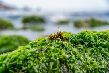 Yakından bakınca okyanus kenarındaki kayaları kaplayan yeşil yosun ve yosunları görüyoruz. Deniz ekolojisi, kıyı şeridi ortamları, gelgitler arası habitatlar, koruma temaları ve doğal deniz dokusu geçmişleri için ideal.