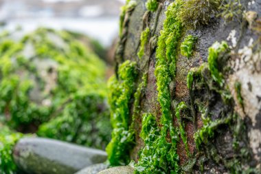 Yakından bakınca, okyanus suyunun yanında küçük yeşil yosunların büyüdüğü dokulu bir kayayı görüyoruz. Deniz ekolojisi, gelgit habitatları, kıyı jeolojisi, koruma temaları ve doğal deniz dokusu geçmişleri için ideal.
