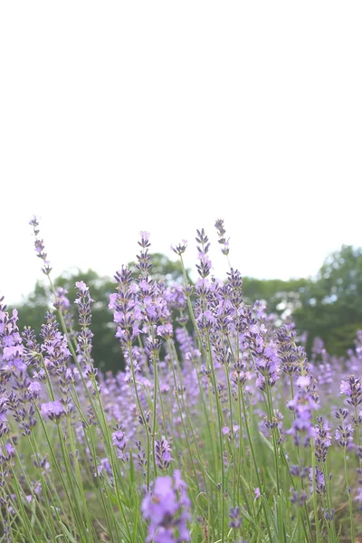 Lilla lavendel – stockfoto