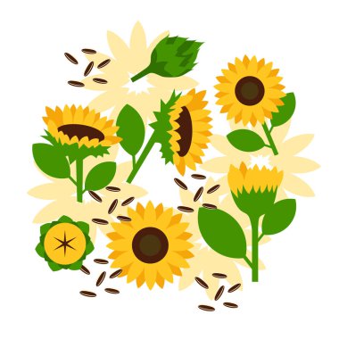 Ayçiçeği ve çekirdek elementleri soyut vektör tasarımı arka plan