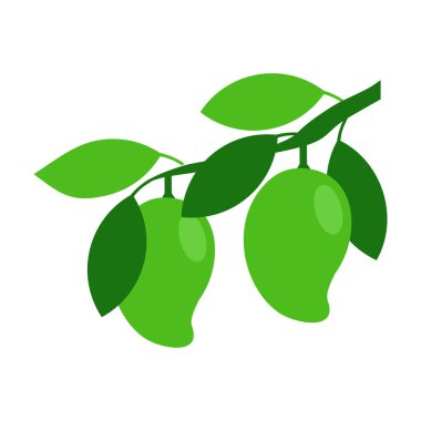 Beyaz arkaplanda izole edilmiş Yeşil Mango ağaç dalı vektör çizimi