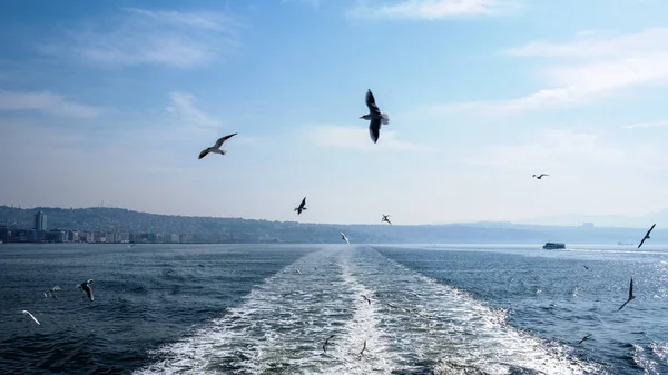 Sea View Ferry Deck Izmir View Konak District Sea Seagulls — Stock Photo, Image