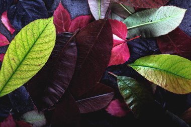 Sonbahar yapraklarının soyut arkaplanı. Sonbahar arkaplanı ve dokusu.