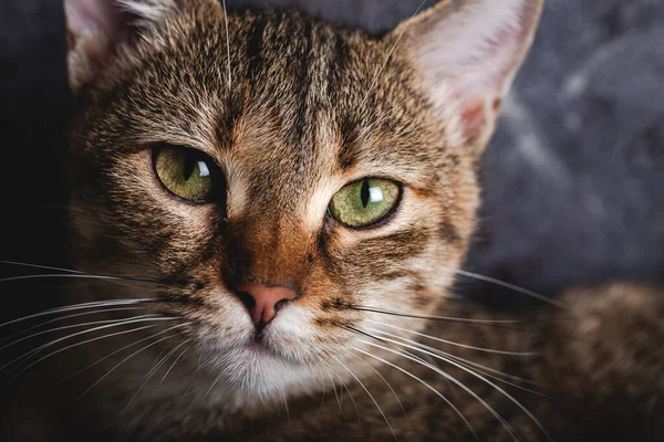 Gatinho Com Olhos Bonitos Retrato Close Gatinho Olhos Verdes — Fotografia de Stock