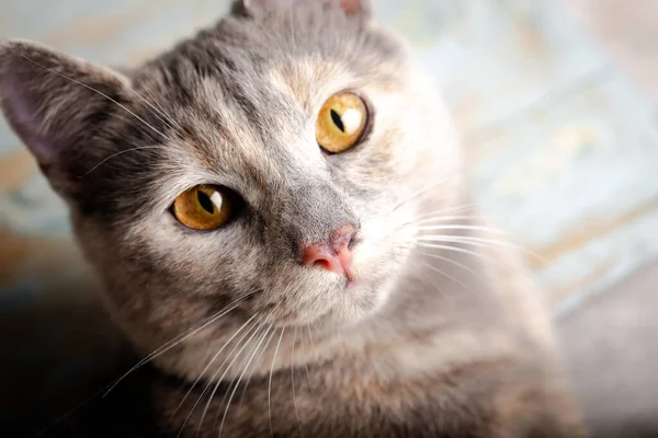 Gatinho Com Olhos Bonitos Retrato Close Gato Cor Pêssego Com — Fotografia de Stock