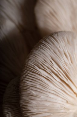 İstiridye mantarı dokusunun soyut arkaplanı.. 