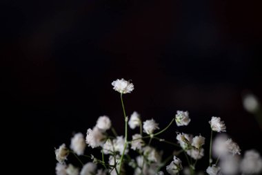 Koyu arkaplan önünde küçük beyaz çiçekler.