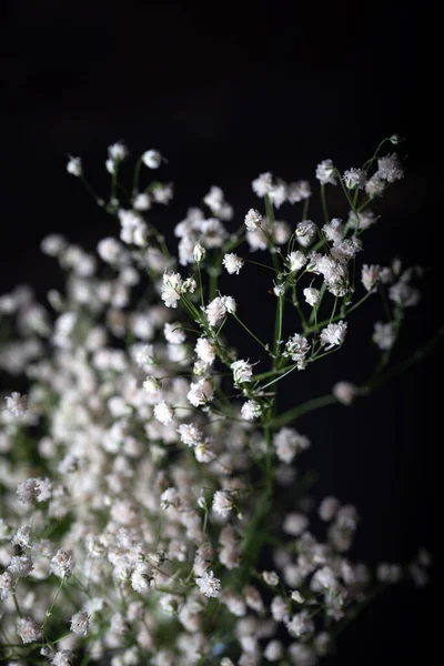 Małe Białe Kwiaty Przed Ciemnym Tle — Zdjęcie stockowe