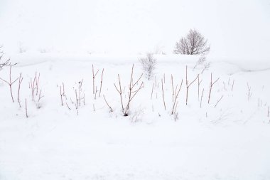 Kış yolu ve ağaç manzaralı kar. Kış dönemi. Kış mevsiminde kar yağarken kar manzarayı kapladı.