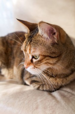 Evcil tekir kedi portresi.