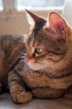 Evcil tekir kedi portresi.