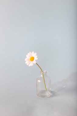 Küçük cam bir vazoda tek bir beyaz papatya. Patel renkleri. Arkadan gruplandırma ve doku.