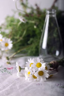 Tarladan toplanmış taze papatyalarla hazırlanmış bir demet. Arka planda düzenlenmemiş papatyalar var..