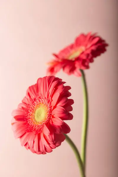 Fresh red gerbera flowers. Pastel soft colors. Floral background.