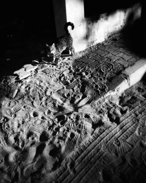 Foto Preto Branco Gato Andando Areia — Fotografia de Stock