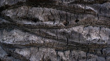 Bir ağacın dokusuna yakın çekim.