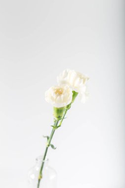 Beyaz arka planda beyaz güller. Yumuşak pastel renkler. Arkaplan.