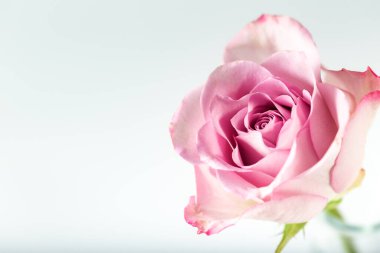 Beyaz arka planda taze bir leylak gülü. Yakın plan..