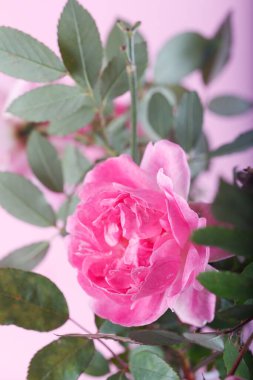 Açık pembe arka planda pembe çift Alba Rose Maiden 'ın allık çiçeği. Yumuşak çiçek arkaplanı. Kapat..