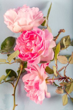 Açık yeşil arka planda pembe çift Alba Rose Maiden 'ın allık çiçeği. Yumuşak çiçek arkaplanı. Kapat..