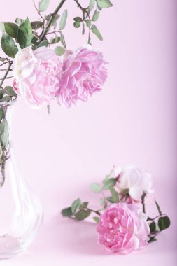 Pembe arka planda pembe güller. Yumuşak renkler.