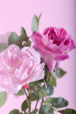 Yumuşak pastel arka planda pembe gül. Pastel renkler. Çiçek arka planı.