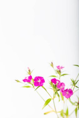 Beyaz bir arka planda izole edilmiş pembe tatlı William çiçeği..