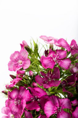 Beyaz bir arka planda izole edilmiş pembe tatlı William çiçeği..