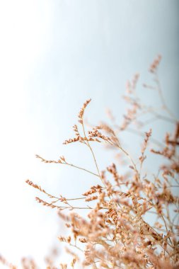 Kurutulmuş funda bitkisi. Seçici odaklanma. Arkaplan ve doku.