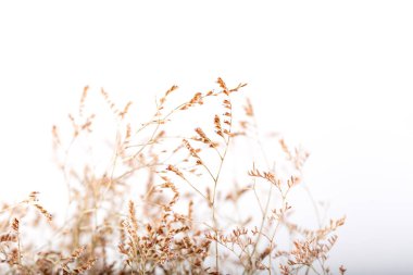 Kurutulmuş funda bitkisi. Seçici odaklanma. Arkaplan ve doku.