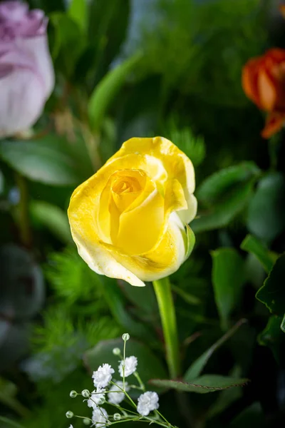 Piękne Żółte Róże Ogrodzie — Zdjęcie stockowe