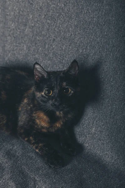 Küçük Siyah Kedi Portresi Turuncu Benekli Siyah Kedi Kapat — Stok fotoğraf