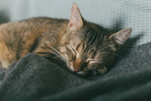 Striped Tabby Kitten Sleeping His Blanket His Paws His Chin — Stock Photo, Image