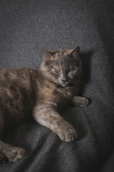 Gray British Shorthair Sleeping Her Seat Her Name Maya — Stock Photo, Image