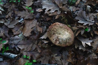 Sonbahar Ormanı Zemininde Vahşi Mantar