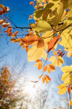 Bright golden autumn leaves illuminated by warm sunlight against a clear blue sky.