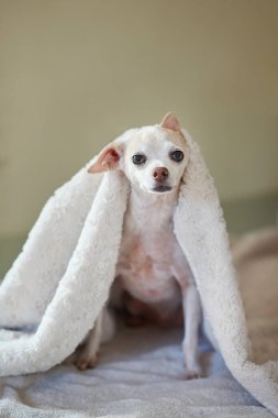 Yumuşak sıcak battaniyenin altında oturan tatlı Chihuahua köpeği.