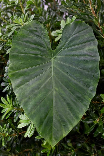Heart shaped palm green leaf — Stock Photo, Image