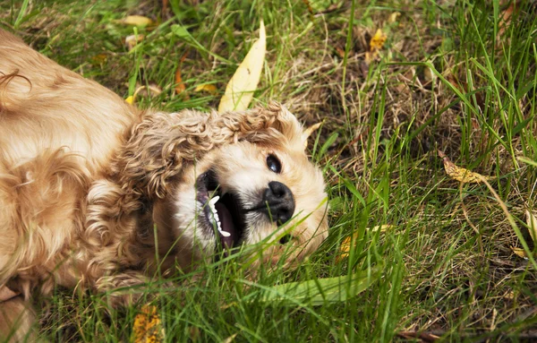 Hond-cockerspaniël — Stockfoto
