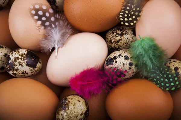 Eggs — Stock Photo, Image