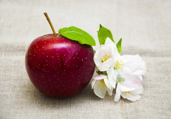 Apple — Stock Photo, Image