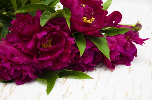 Peonies — Stock Photo, Image